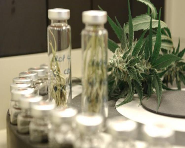Fracos com extratos de maconha e maconha em forma de planta ao lado