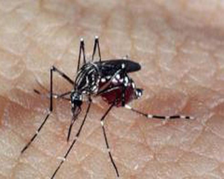 arboviroses_aedes_foto-agencia brasil