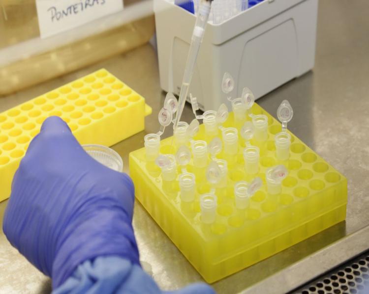 mão com luva azul, em primeiro plano, manipula tubos de ensaio encaixados em uma caixa amarela