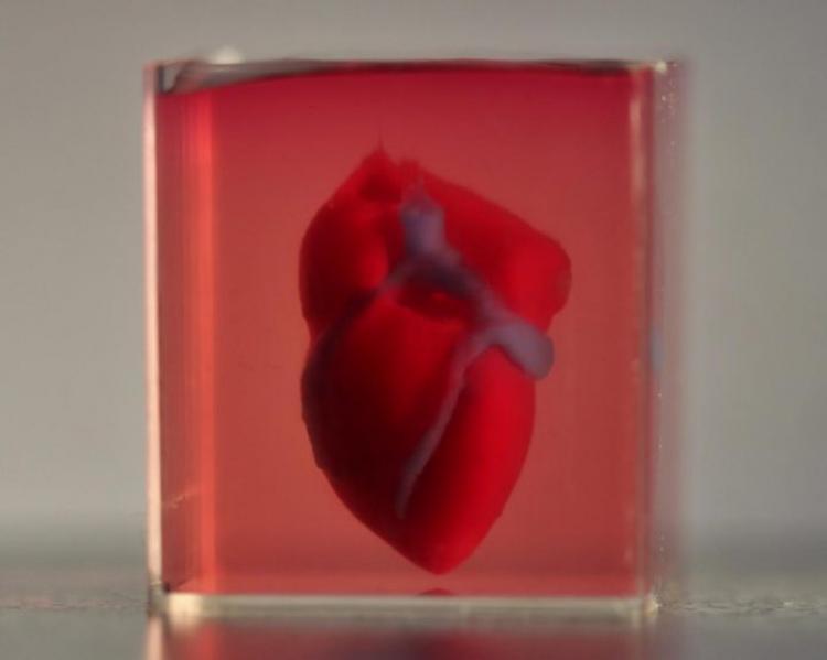 Um coração humano de pequena escala e impresso em 3D projetado a partir de materiais e células do próprio paciente (Foto: Advanced Science. © 2019 )