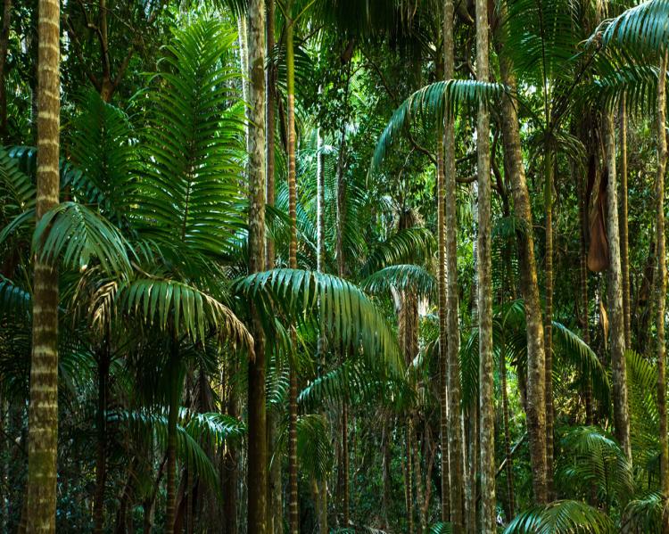Árvores em uma floresta fechada