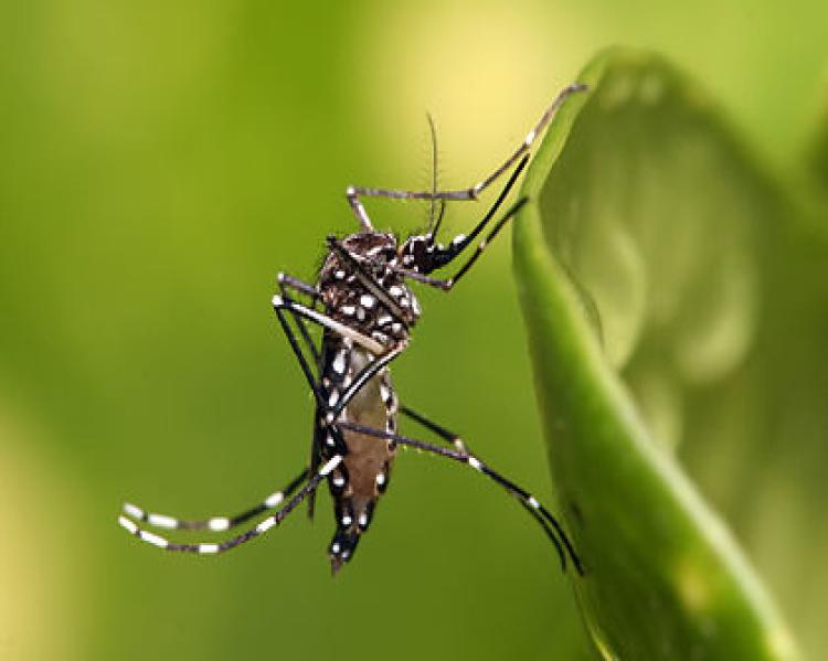 Mosquito da dengue em close sobre uma folha